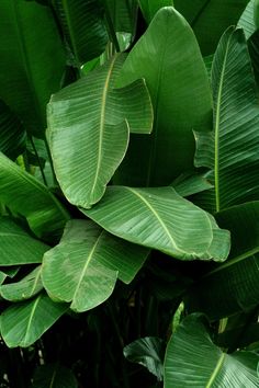 large green leaves are growing in the jungle