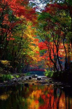 colorful trees are reflected in the water