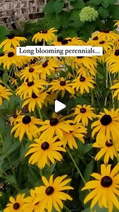 yellow flowers with the words long blooming perennials