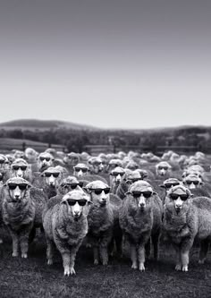 a herd of sheep standing next to each other