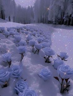 there are many white roses in the snow