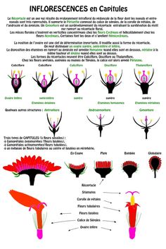 the diagram shows different types of antelopes