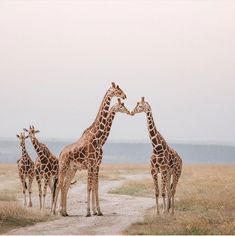 four giraffes are standing in the middle of a dirt road and some grass