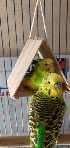 two green and yellow parakeets sitting on top of a bird feeder