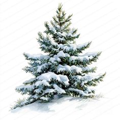 a pine tree covered in snow on a white background