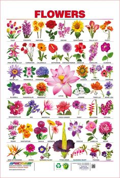 a poster with flowers on it and the words,'flower identification guide for all types of