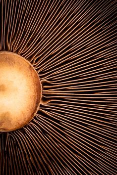 a close up view of the inside of an ostrich's egg shell