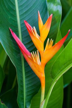 an orange and yellow flower with green leaves in the background