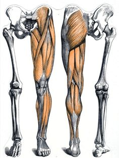 the muscles are shown in this drawing, and there is no image on it to describe