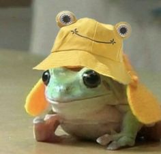 a frog wearing a yellow hat sitting on top of a wooden floor with eyes wide open