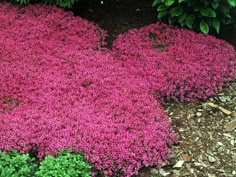 purple flowers are growing in the ground next to green plants