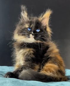 a fluffy cat sitting on top of a blue blanket