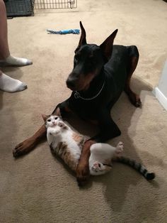 a dog laying on the floor next to a cat