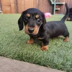 a small black and brown dog standing on top of grass