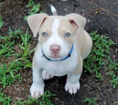 a small brown and white dog sitting on top of grass