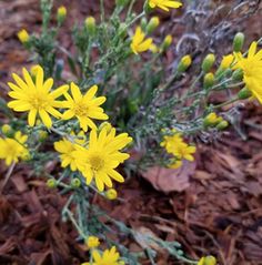 some yellow flowers are growing in the dirt