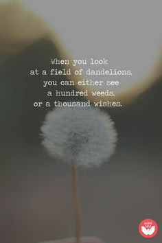 a dandelion with the quote when you look at a field of dandelions, you can either see a hundred weeds or a thousand wishes