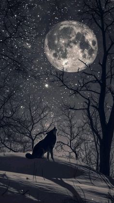 a wolf sitting on top of a snow covered hill under a full moon filled sky