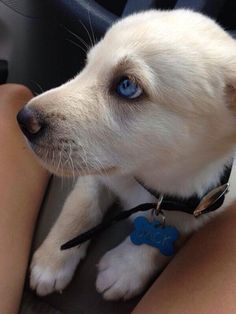 a white dog with blue eyes is sitting in the driver's seat