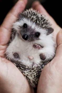 a person holding a small hedge in their hands