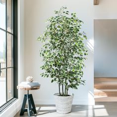 a potted plant sitting on top of a wooden table next to a large window