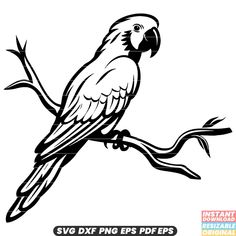 a black and white drawing of a parrot sitting on a branch with the words svg dxf png eps files