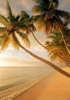 two palm trees leaning over the beach as the sun sets by luma photography for stocks