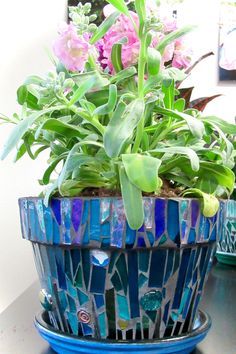 a potted plant sitting on top of a table