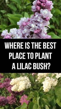 lila flowers with the words where is the best place to plant a lila bush?