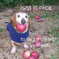 a dog with an apple in it's mouth and some apples on the ground