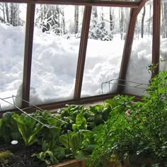 some plants are growing in the middle of a snow covered area with three windows on each side