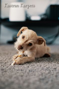 a puppy chewing on a banana while laying on the floor