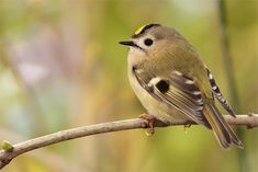 a small bird perched on top of a tree branch