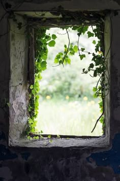 an open window with vines growing out of it