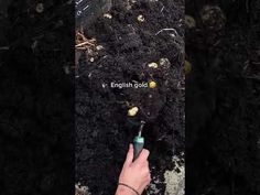 someone is pointing at the soil in their garden