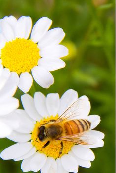 a bee sitting on top of a white flower next to a yellow and white daisy