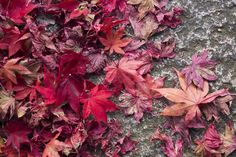 red leaves are growing on the side of a stone wall with moss and lichen