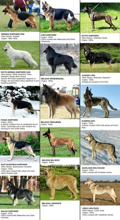 an image of dogs that are in different positions and sizes on the same page, including one