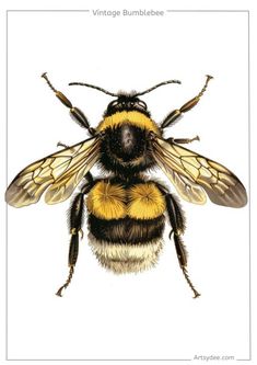 a drawing of a bee with yellow and black stripes on it's chest, sitting in