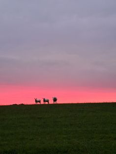 three sheep are standing in the middle of a grassy field at sunset with pink clouds