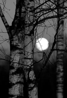 black and white photograph of tree branches with the moon in the backgrouds