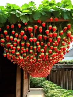 strawberries are hanging from the roof of a house