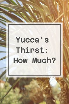 Yucca's Thirst: How Much? Yucca Companion Plants, Yucca Plant Watercolor, Spanish Bayonet Yucca, Soft Leaf Yucca, Beaked Yucca, Plant Diseases, Top Soil, Different Seasons