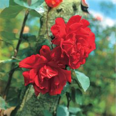 two red roses with green leaves in the background