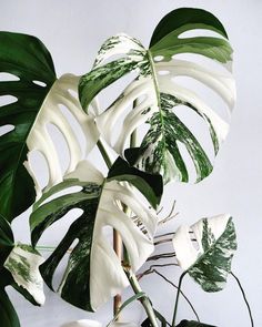 a white plant with green leaves on it