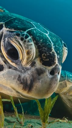 a close up of a sea turtle on the ocean floor with algae and sand around it