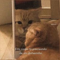 a cat laying on top of a floor next to a door with the caption'eta como ta presidio de um dinheirinho