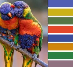 two colorful birds sitting on top of a tree branch