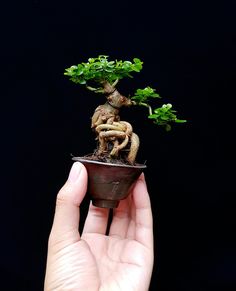 a hand holding a small bonsai tree in a pot