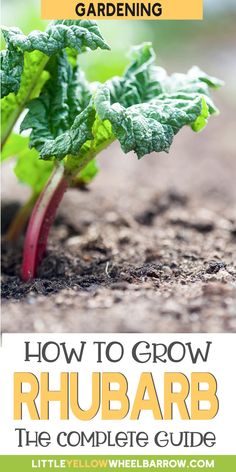 a close up of a plant with the title how to grow rhubarb